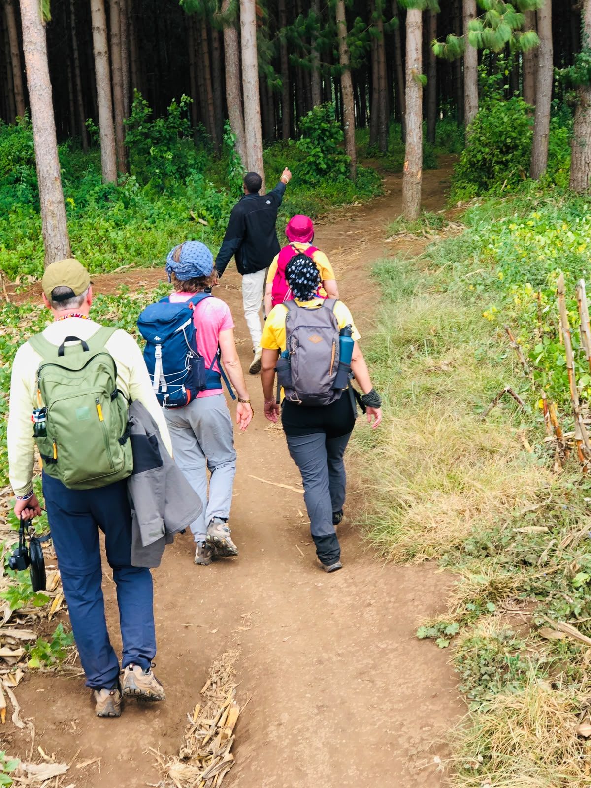 Guided hiking trail through the Aberdare forest highlands