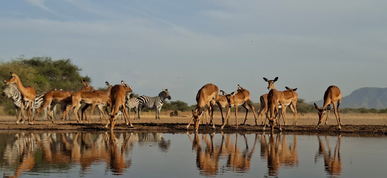 Guests and Maasai guides beside a waterhole with elephants in Samburu